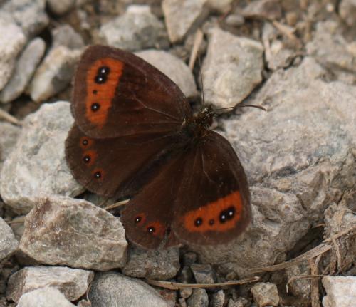 Erebia neoridas